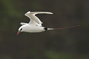 Red-tailed Tropicbird (Phaethon rubricauda)