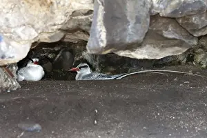 Red-tailed Tropicbird (Phaethon rubricauda)
