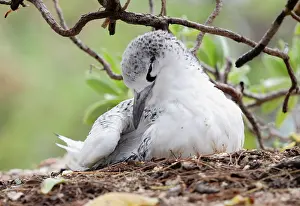 Red-tailed Tropicbird (Phaethon rubricauda) fledged juvenile