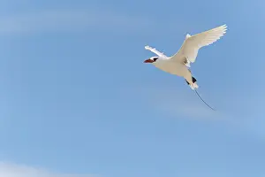 Red-tailed tropicbird (Phaethon rubricauda) flying with wings spread