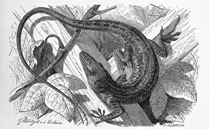Red-throated anole (Anolis carolinensis)
