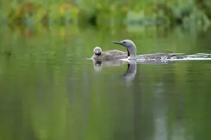 Red-throated Diver (Gavia stellata) with fledgling