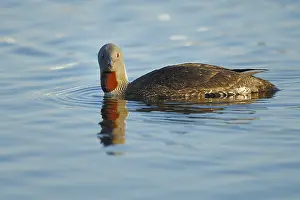 Red-throated Diver or Loon (Gavia stellata)