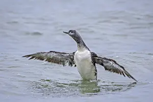 Red-throated loon