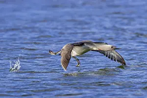 Red-throated loon, red-throated diver (Gavia stellata) adult in breeding plumage taking off from lake in summer