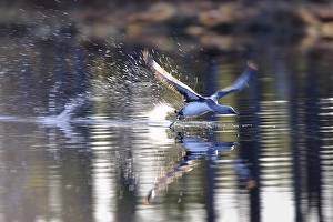 Red-throated Loon or Red-throated Diver (Gavia stellata)