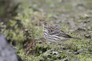 Red-throated pipit (Anthus cervinus) adult