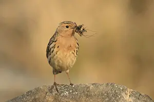 Red-throated Pipit (Anthus cervinus) with insects in its beak