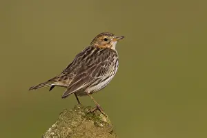 Red-throated Pipit (Anthus cervinus) perched on a stone
