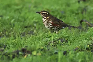 Red thrush, Turdus iliacus, sitting in Wiese