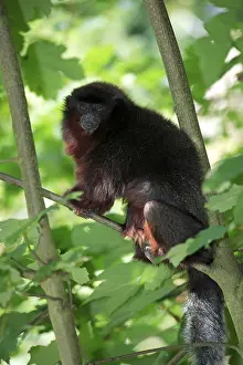 Red Titi (Callicebus cupreus), Titi Monkey