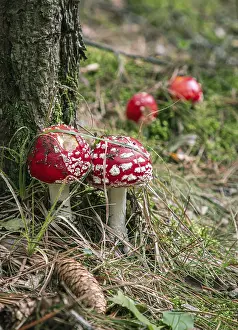 Red toadstools with white dots next to a tree trunk in the forest
