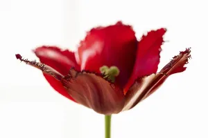 Red tulip (Tulipa) with jagged leaves in front of a white wall