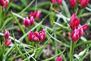 Red tulips, Little Beauty variety