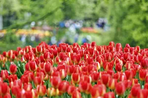 Category Historic EN Prints: Red tulips (Tulipa), colourful tulip bed