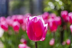 Red tulips (Tulipa), Leoben, Styria, Austria