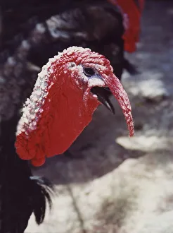 Red turkey