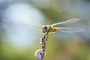 Red-veined darter (Sympetrum fonscolombii) or nomad