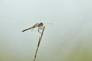 Red-veined darter (Sympetrum fonscolombii) or nomad