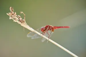 Red-veined darter (Sympetrum fonscolombii) or nomad sitting on a blade of grass