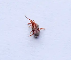 Red velvet mite on white sheet of paper