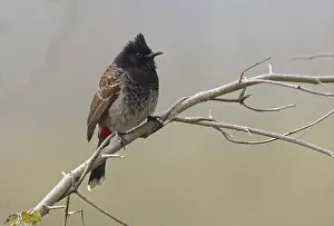 Red-vented Bulbul (Pycnonotus cafer)