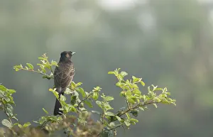 A Red-vented Bulbul (Pycnonotus cafer) on a tree branch
