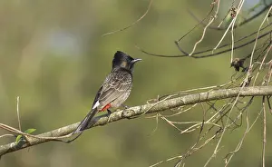 A Red-vented Bulbul (Pycnonotus cafer) on a tree branch