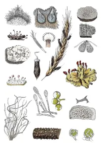 Red wart fungus, Nectria cinnabarina (bottom centre)