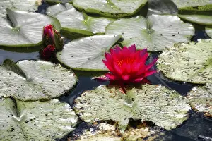 Red water lilies (Nymphaea) on green leaves in a pond