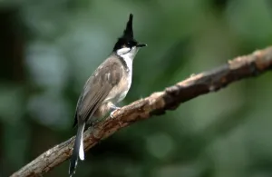 Red-whiskered Bulbul (Pycnonotus jocosus)
