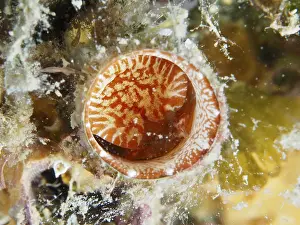 A red and white giant worm snail (Thylacodes arenarius)