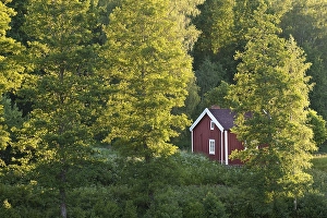 Category Scandinavia Prints: Red and white house on a lake between birch trees
