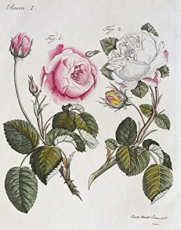 Red and white roses (Rosa centifolia)