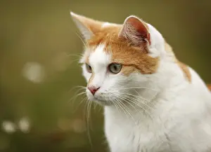 Red and white spotted cat sitting on a meadow