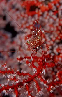 Red-white spotted Cleander Shrimp