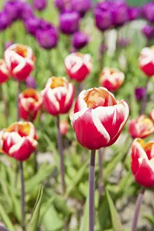 Red and white tulips in the flower fields