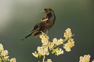 Red-winged Blackbird (Agelaius phoeniceus)