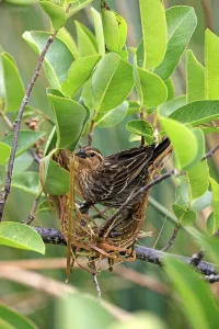 Red-winged blackbird (Agelaius phoeniceus)