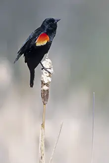 Red-winged blackbird (Agelaius phoeniceus)