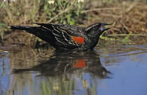 Red-winged Blackbird (Agelaius phoeniceus)