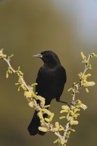 Red-winged Blackbird (Agelaius phoeniceus)