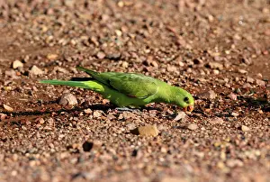 Red-winged Parrot (Aprosmictus erythropterus)