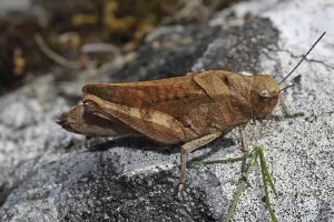 Red-winged Snare (Psophus stridulus)