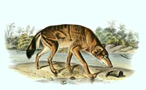 Red wolf, Canis rufus, digitally restored reproduction of an original from the 19th century