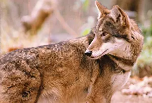 Red wolf, red wolves, wolf, wolves