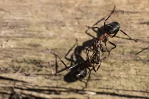 Red Wood Ants (Formica rufa), Emsland