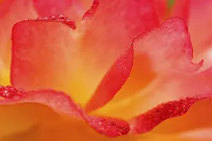 Red-yellow rose (Rosa sp.) petals with dew drops