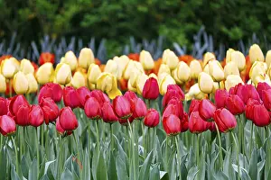 Category Historic EN Prints: Red and yellow tulips (Tulipa)