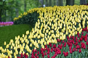 Category Historic EN Prints: Red and yellow tulips (Tulipa)